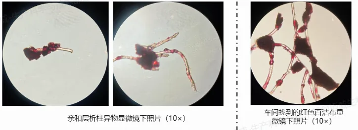 百洁布和红色异物镜检结果